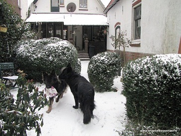Veel sneeuw in Wassenaar